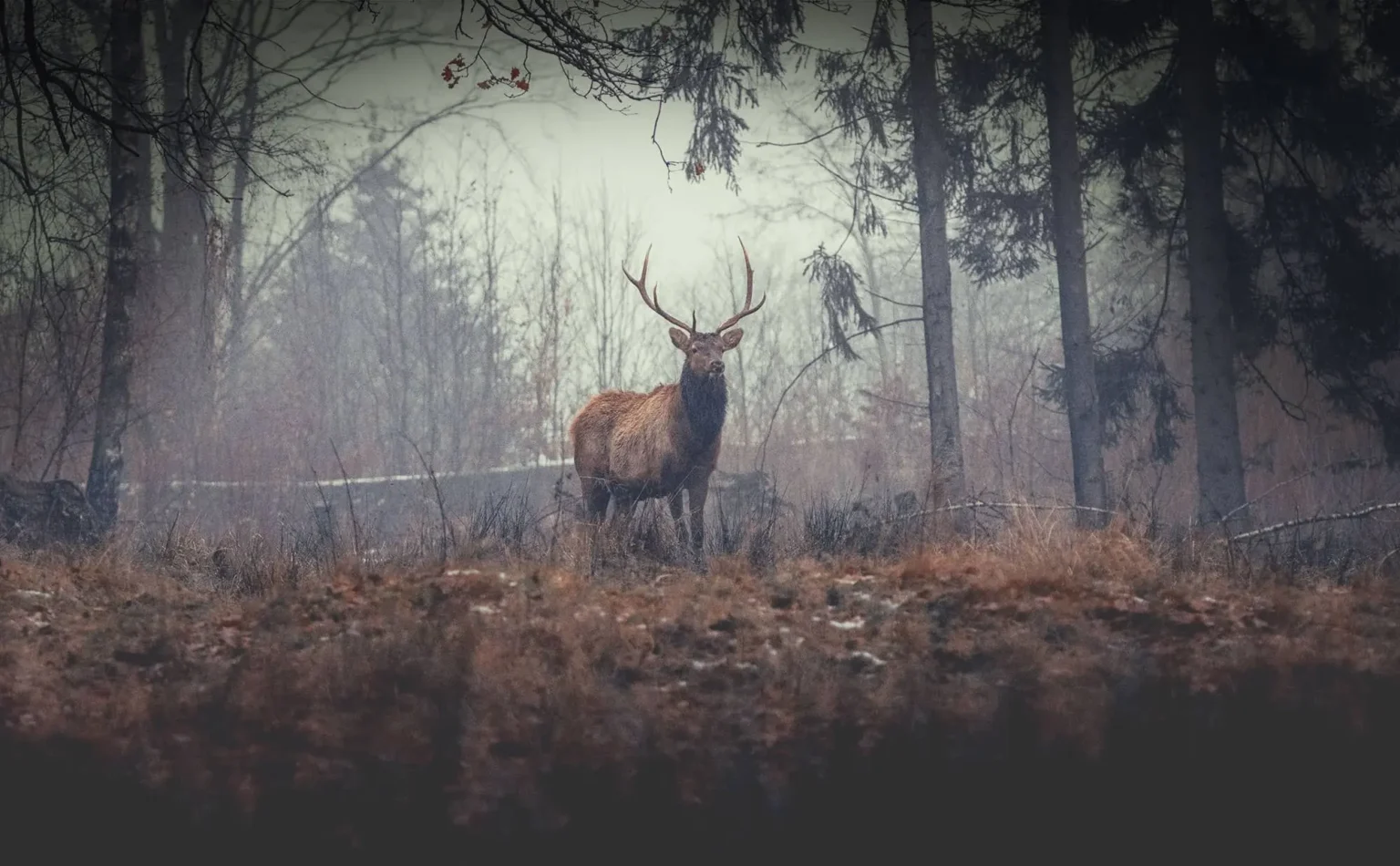 Nature Canada Photo Contest 2025