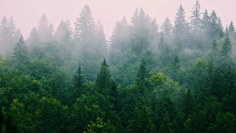 Velux Stiftung Forestry Programme 2025