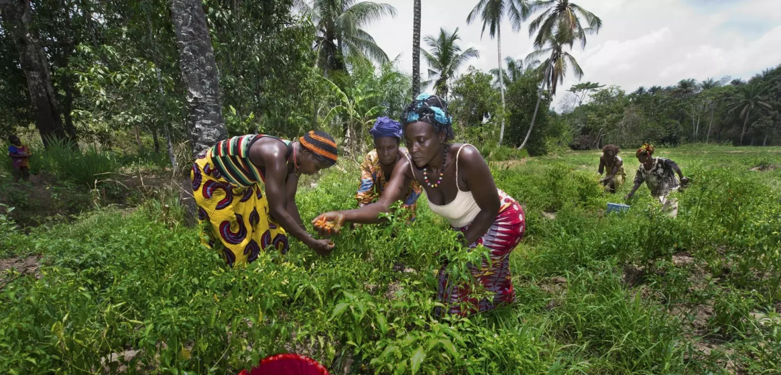 IGC Sierra Leone Early-Career Local Researcher Fellowship 2025