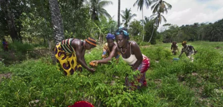 IGC Sierra Leone Early-Career Local Researcher Fellowship 2025