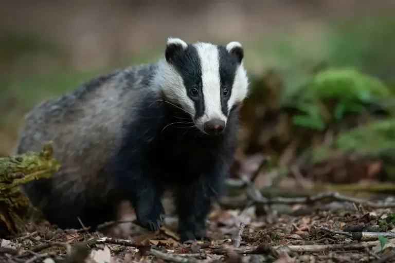 Wild Animal Initiative Challenge Grants 2025