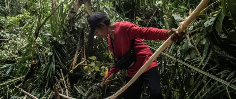 EJN Forest Governance Story Grants 2025